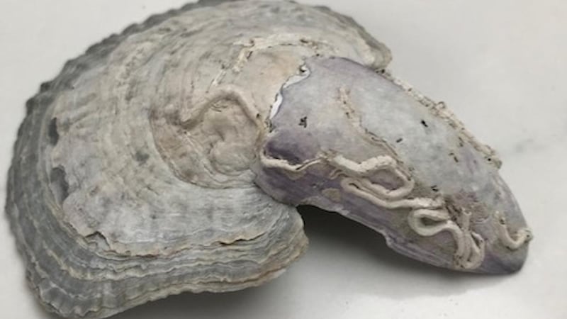 Unusual fusion of a mussel shell and an oyster shell.