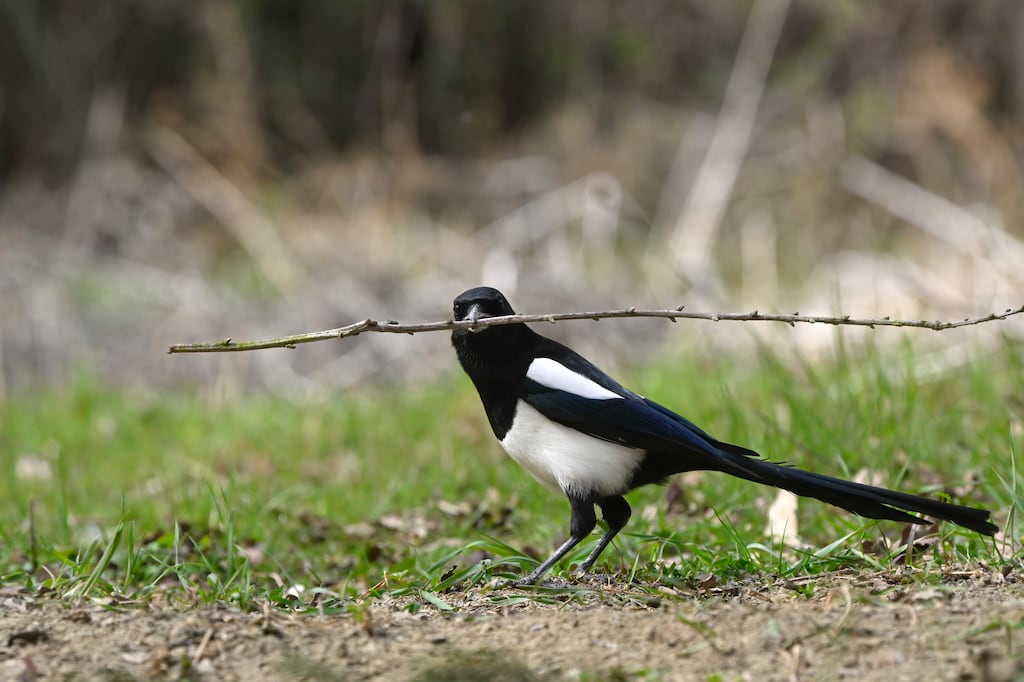 The magpie is the only Irish bird to build a nest that has a roof. Photograph: iStock