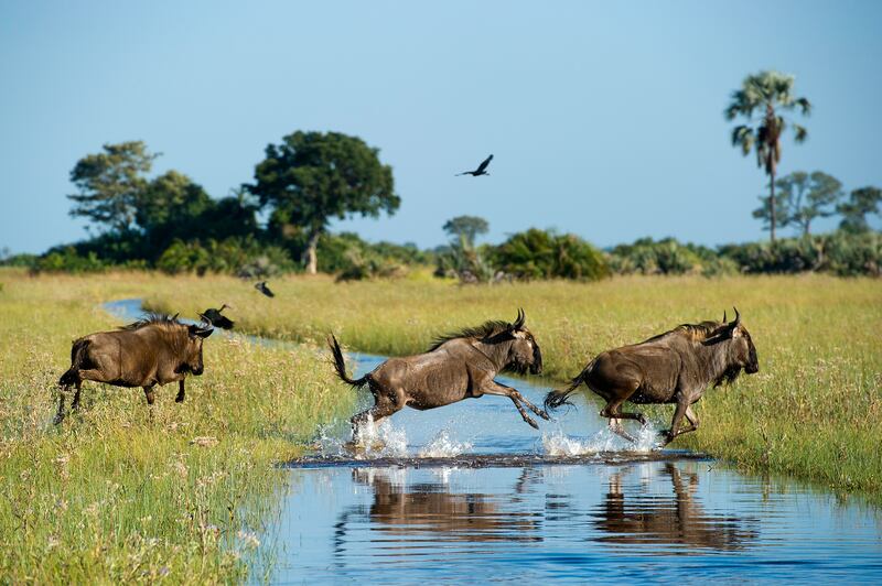 According to Oroko managing director, Brendan Breen, Botswana is the finest safari destination in the world