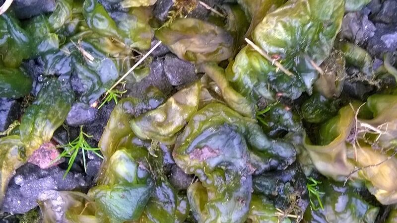 Eye on nature: the nostoc growing at the edge of Patricia Barr’s lawn