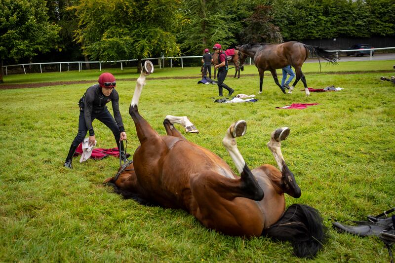 Jockey Colm O’Donoghue with Diego Velazquez. Photograph: Morgan Treacy/Inpho
