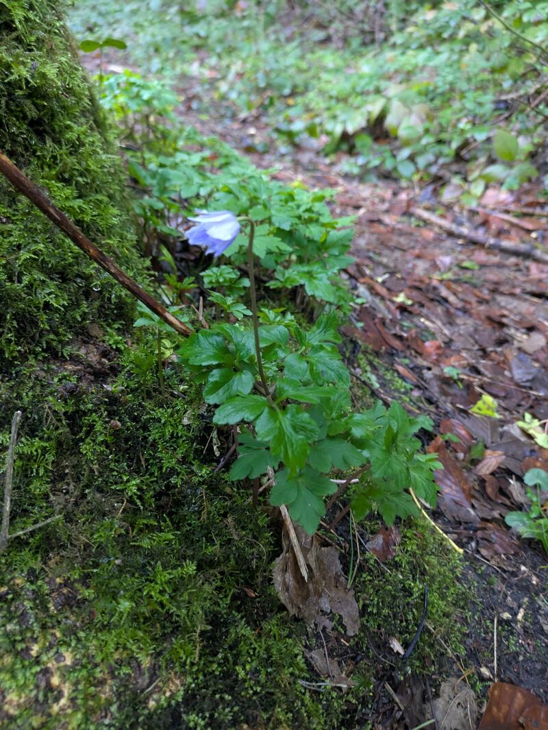 Anemone nemorosa, a native spring woodland flowers