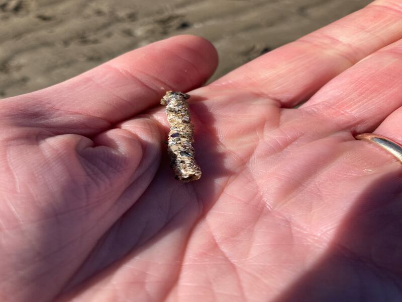 Sand mason tube. Photograph supplied by Eoin Cotter