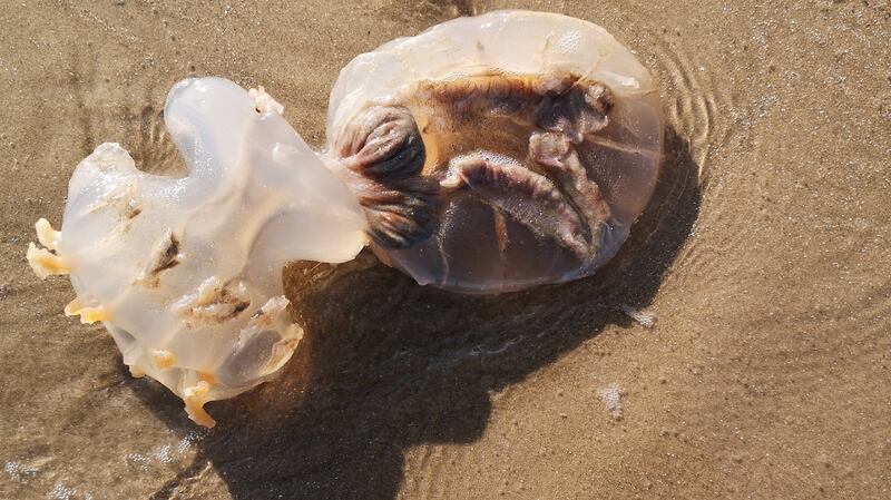 Barrel jellyfish, as spotted by Mary Counihan and Emily O’Byrne