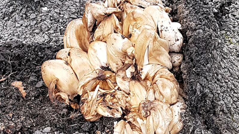 This is the common inkcap, which is known for its tarmac-breaking capacity.