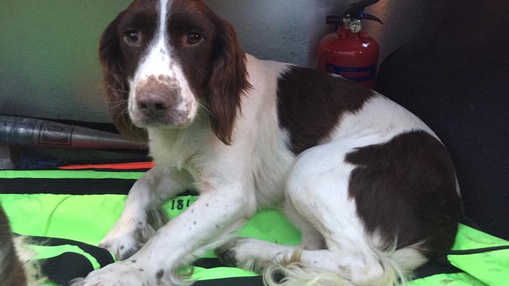 Gardaí are attempting to reunite this suspected stolen dog with its owner and are appealing to anyone who can help get him home