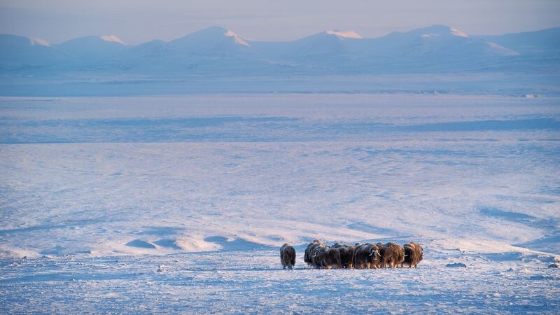 Musk ox Ellesmere Island, Nunavut, Canada. Photograph:  Alain Lusignan/ Silverback Films/BBC