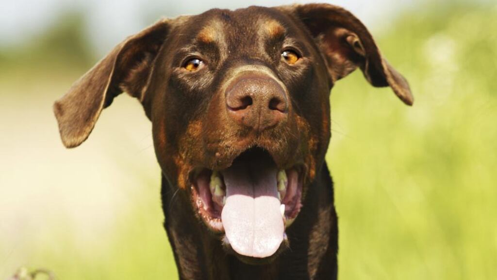 The number of people bitten by dogs in Ireland rose 50% between 1998 and 2013. Photograph: Thinkstock