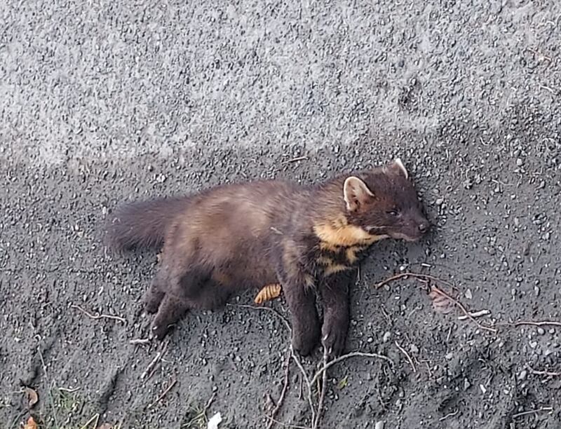 Dead pine marten