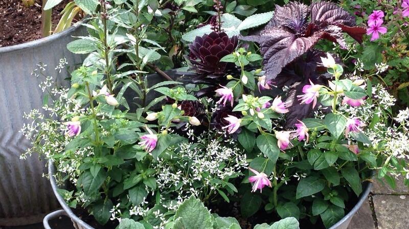 Plant large containers densely