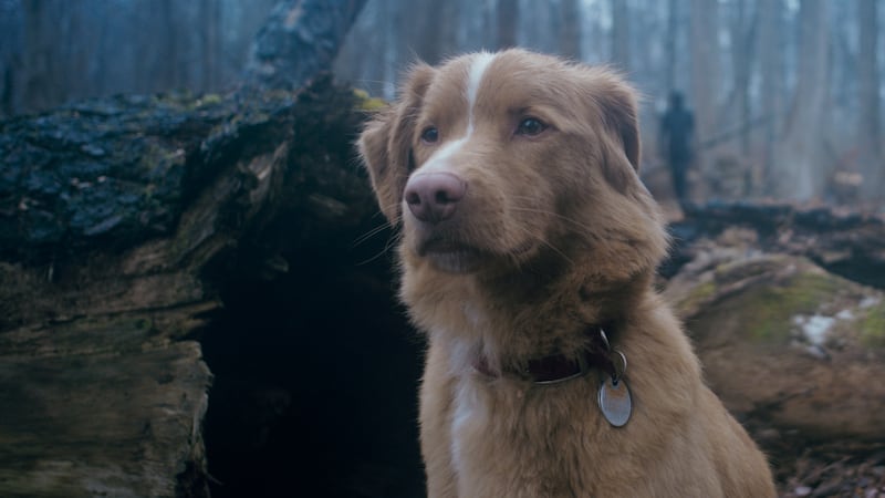 Good Boy: Meet Indy, the adorable canine star of this creepy horror film