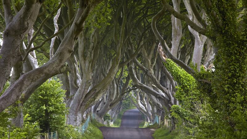 This eye-catching arch of beech trees was planted by the Stuart family in the 18th century to impress visitors as they approached the entrance to their Gracehill House in Ballymoney, Co Antrim. Photograph: UIG via Getty Images