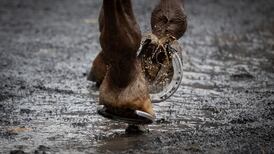 Newmarket laboratory to continue drug testing for Irish racing