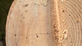 Why is my monkey puzzle tree missing some tree rings?