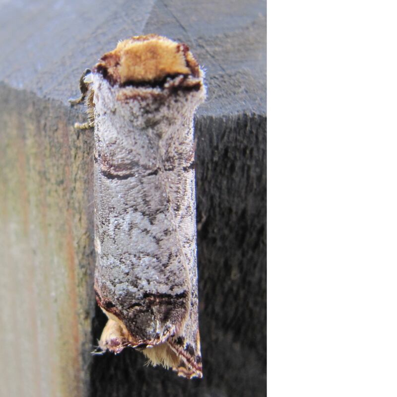 Buff tip moth