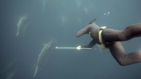 ‘Dr Hammerhead’ is swimming this way