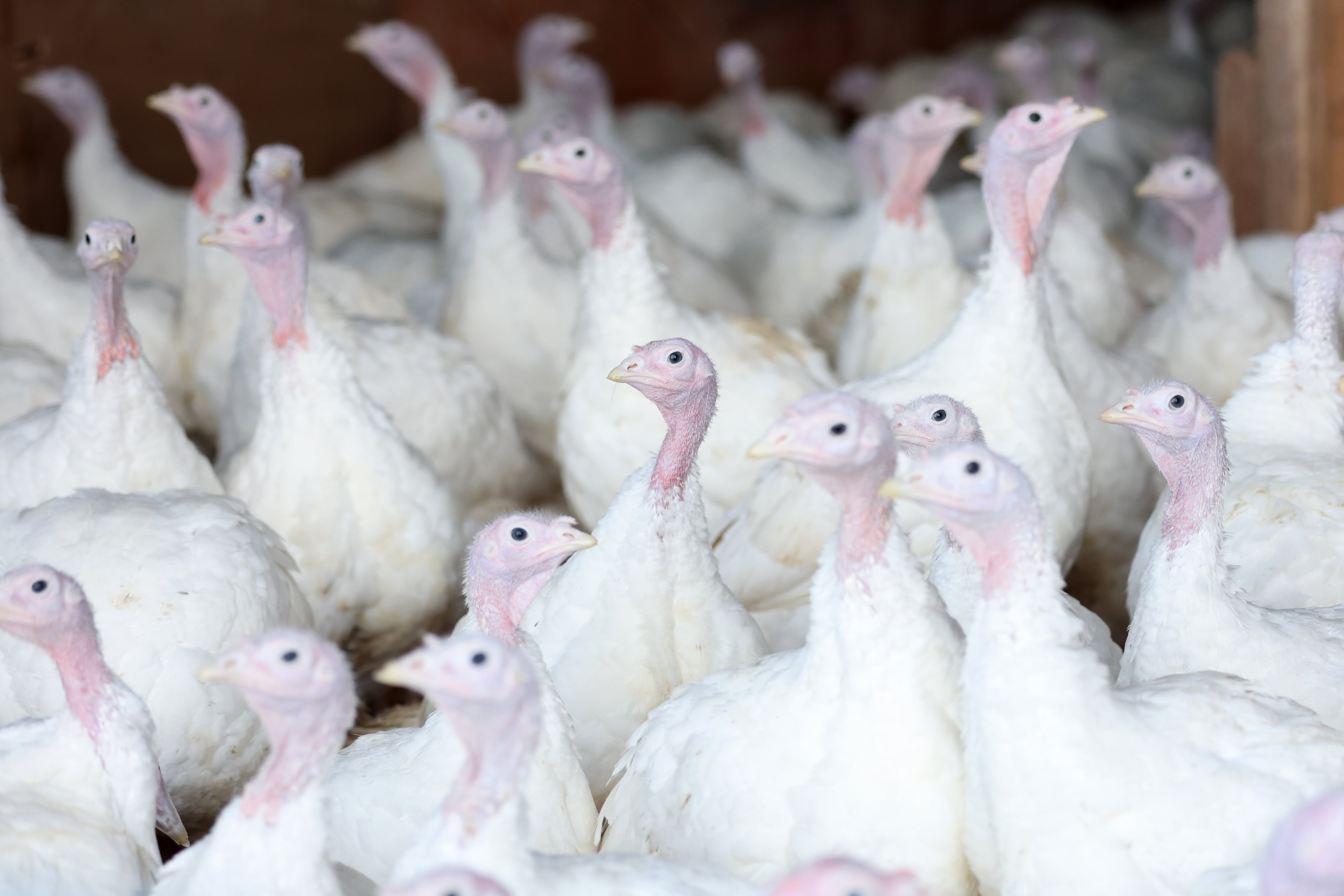 IFA urges ‘laser-like focus on biosecurity’ following second bird flu outbreak