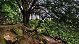 Special branch: This is Ireland’s most popular tree