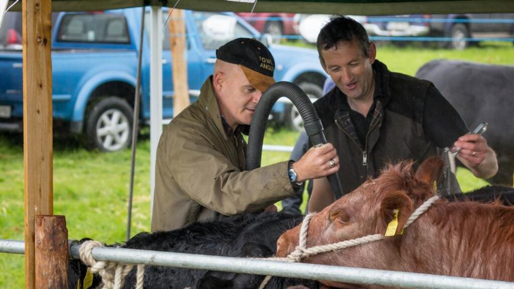 Conor Pope and Jim Dockery doing a bovine blowdry. Photograph: Dylan Vaughan