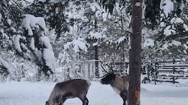 Discovery of rare minerals needed for mobile phones hits Arctic’s indigenous protectors