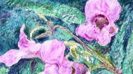 Michael Viney’s Christmas quiz: test your nature knowledge