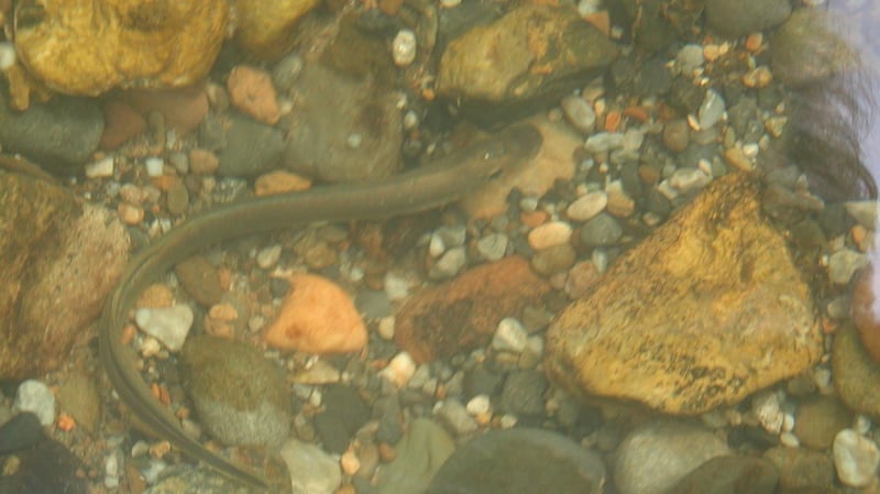 Brook lamprey