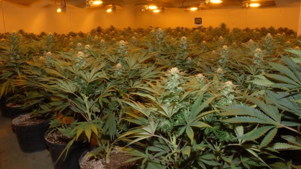 A Chinese man found in a cannabis grow-house is a clear victim of human trafficking, it was argued