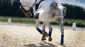 Former employee sues State-funded equestrian body over alleged bullying