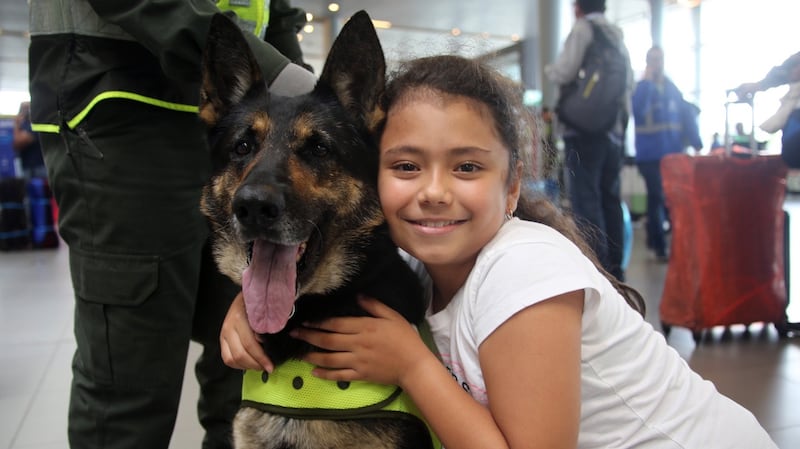 German Shepherd police dog Sombra at the International airport El Dorado, in Bogota, Colombia. Photograph: EPA