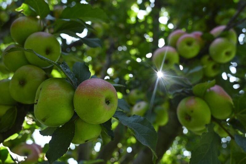A is for Apple tree. Photograph: Tauseef Mustafa / AFP