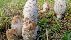Should I be worried about these mushrooms growing in my garden? Readers’ nature queries