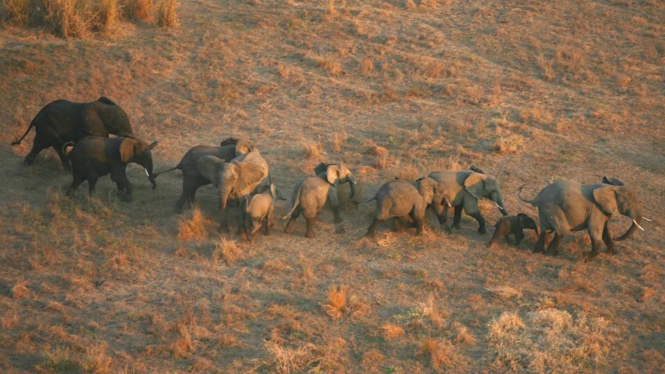 Gorongosa: EO Wilson has been studying wildlife in the Mozambican national park, including its ants. His colleagues have found more than 200 species of ant there; before a brief survey he led, only 50 were known to exist in the whole of Mozambique. Photographs: Piotr Naskrecki