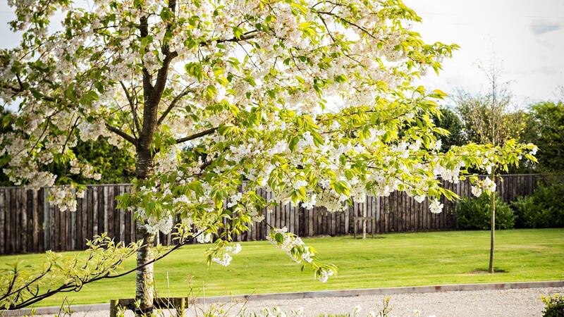 A trio of French windows open kitchen, lounge and diningroom onto a terrace, which in summer is a riot of lavender