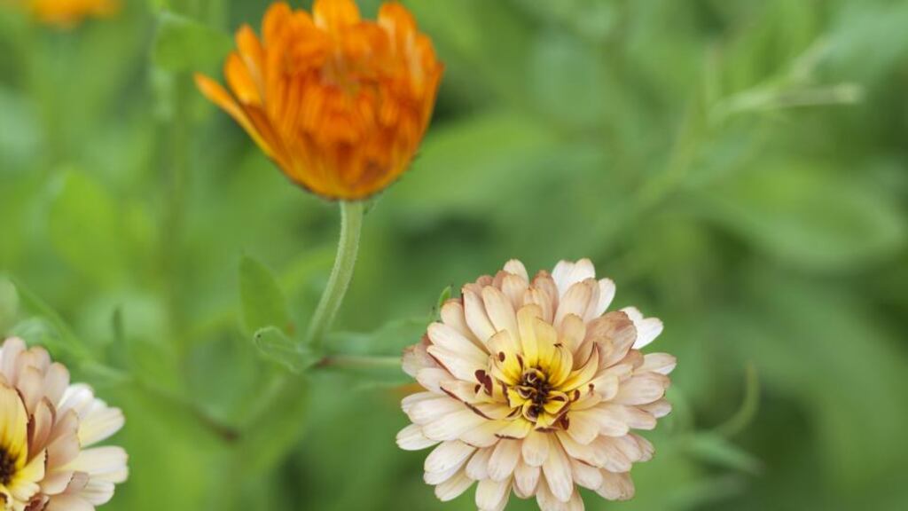 The edible flowers of pot marigolds. Photograph: Richard Johnston