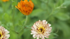 Gardens: Tasty use of a small space