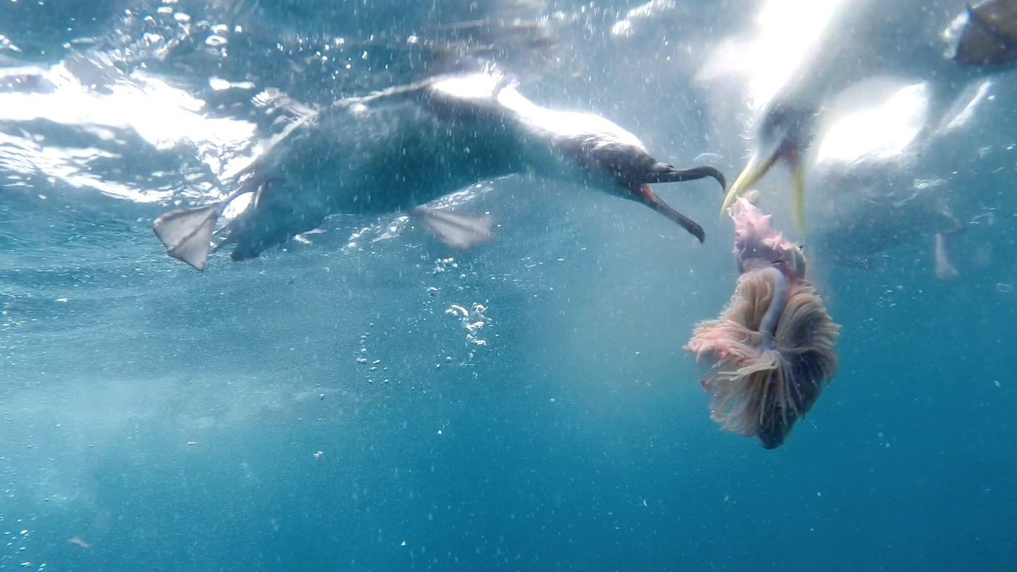 Still from Atlantic: gulls diving for food