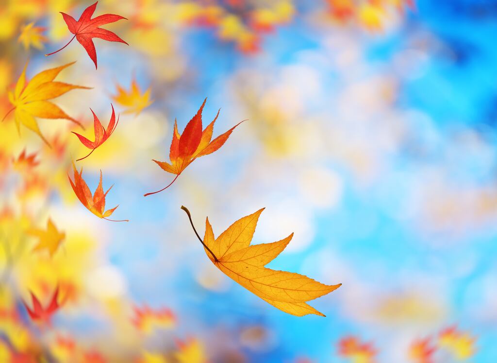 Every other month has its adoring fans. But not November. Photograph: iStock