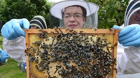 NUIG researchers come up with plan bee for survival