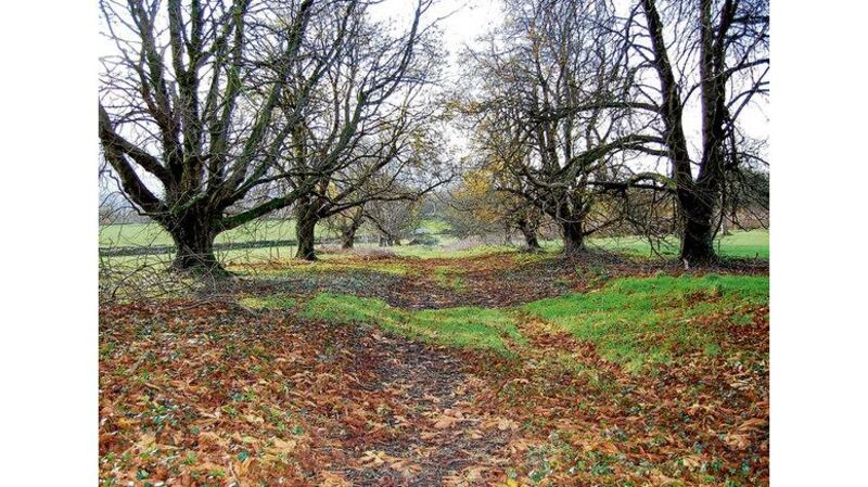 Main picture and top right: the proposed natural burial ground in Co Wexford, which awaits planning permission; (bottom right) one of several natural burial grounds that have been set up in the UK