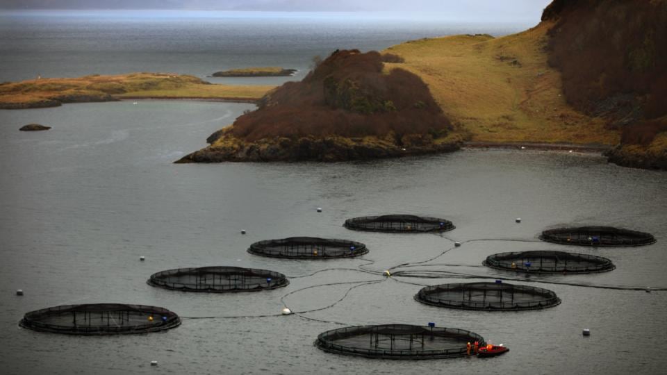 How Inis Oírr’s farm might look: salmon nets in Oban, Scotland. Photograph: Jeff J Mitchell/Getty