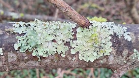 If this lichen is growing in your area, it means the air you breathe is clean