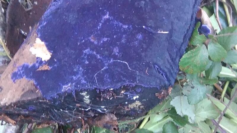 Eyes on nature: the cobalt crust fungus that Mark Carlin photographed