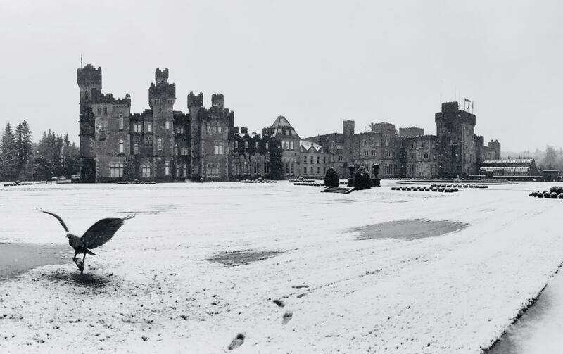 Taking flight amid the snowy expanse at Ashford Castle, Cong, Co Mayo, today. Photograph: Venita Broderick