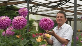 It’s showtime in the garden