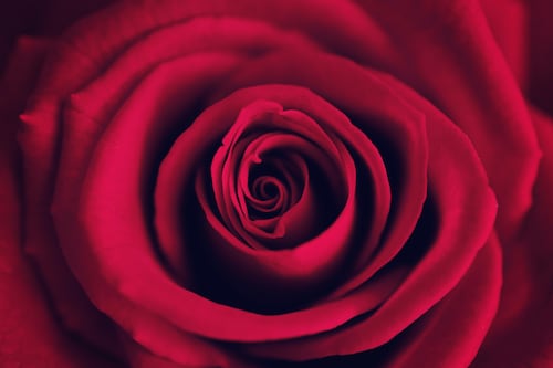 St Valentine’s Day: Counting the cost of love