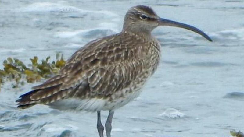 A whimbrel, the same family as the curlew