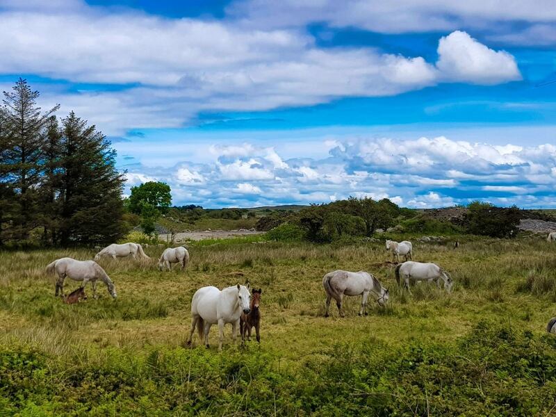 Summer Pix 2019: Tir na nÓg, or Connemara. Photograph: Johanna Ní Mháille