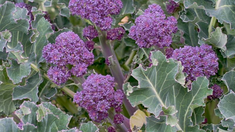 Purple sprouting broccoli is  surprisingly easy to grow. Photograph: Getty