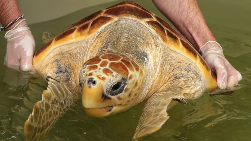 Leona the loggerhead turtle heads east in search of food
