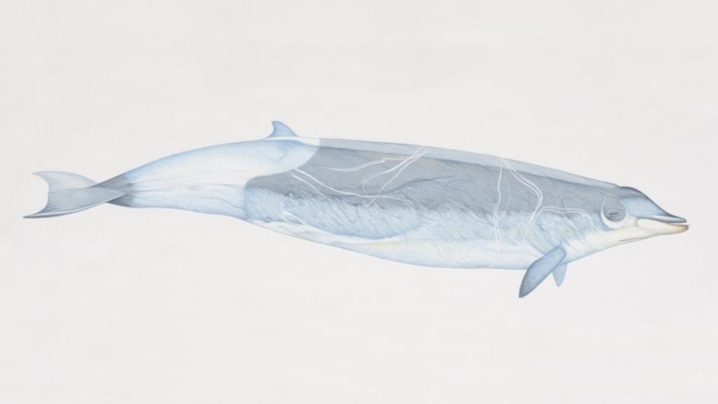 True’s beaked whale, which was ‘almost certainly’ spotted off the Kerry coast. Image: Getty Images/Dorling Kindersley